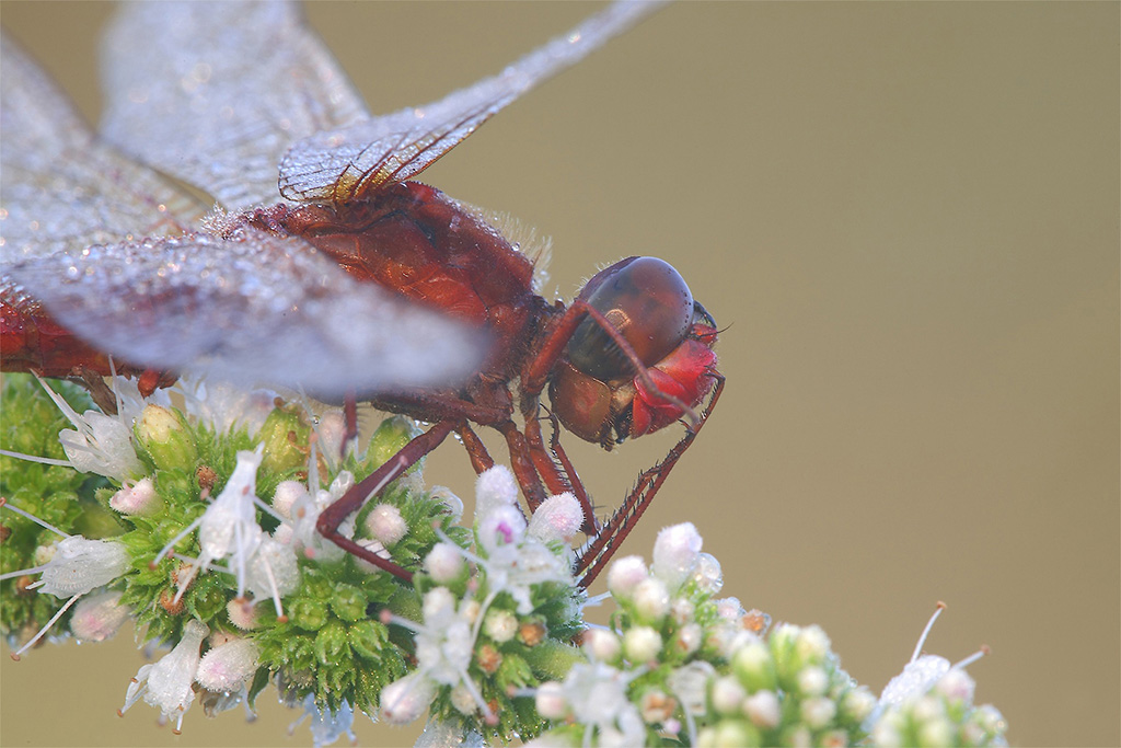 Profilo Di Una Libe Triste...!!!