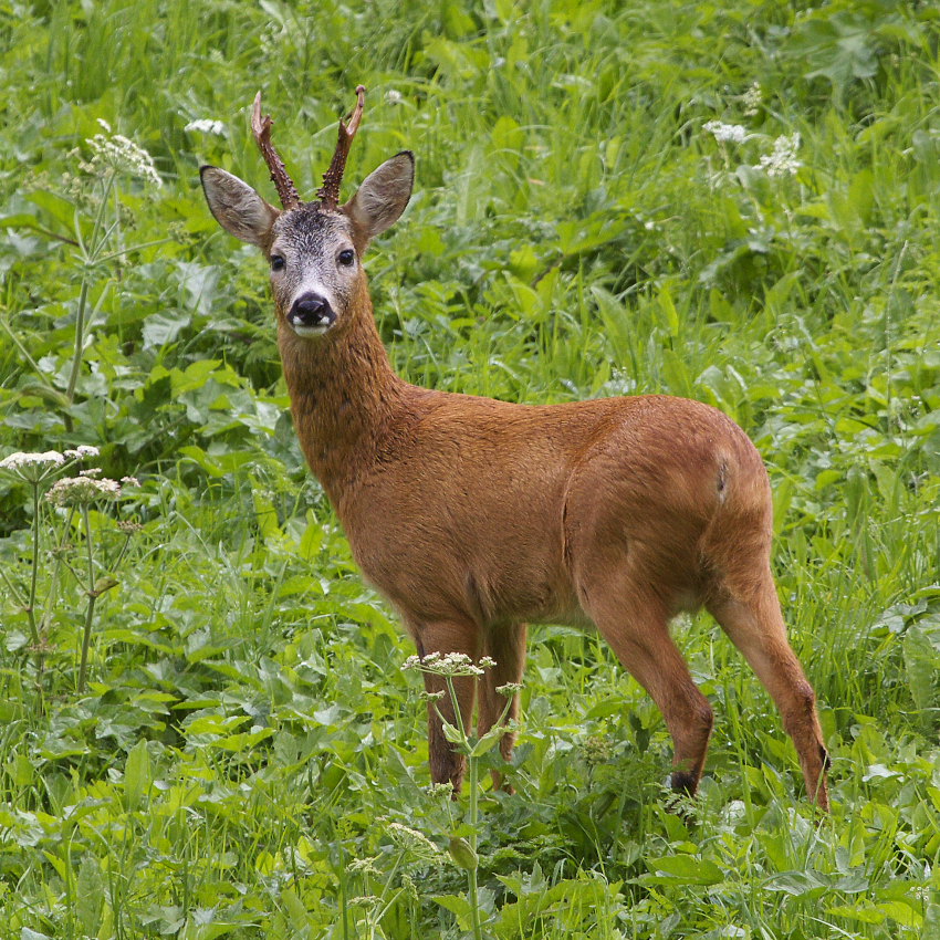 C'� l'Uomo, ma non sembra ostile.