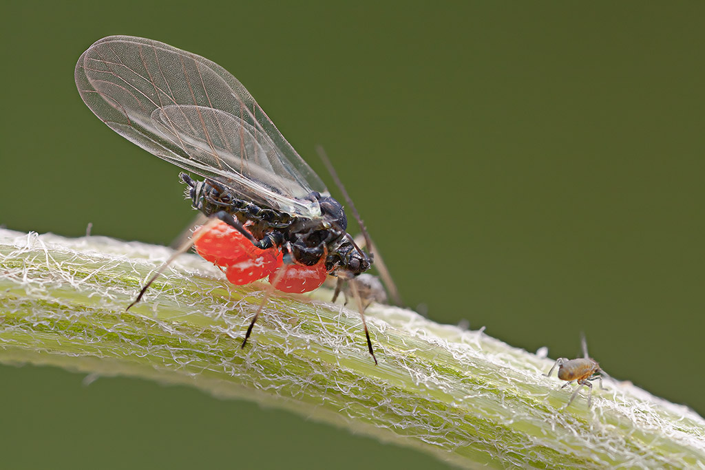 Formica Alata R.R.4,5:1