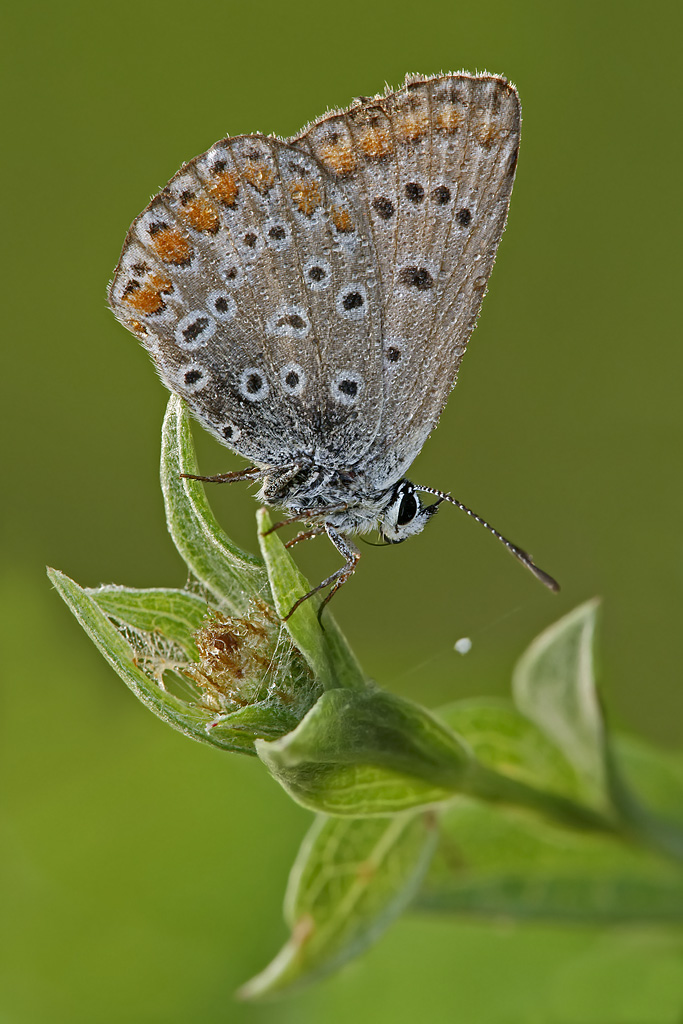 Licenide argentata...