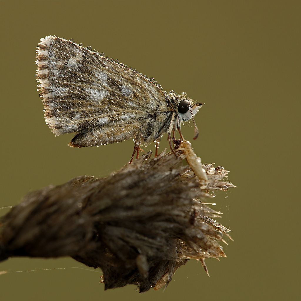 Pirgus ( parliamo di compo...? )