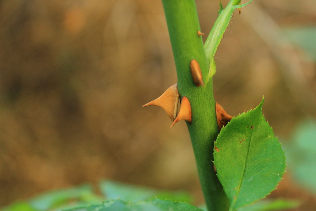 Ho rinunciato a combattere