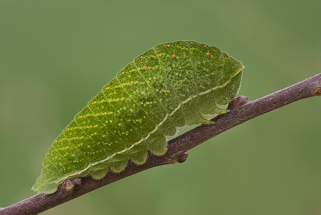 Iphiclides podalirius