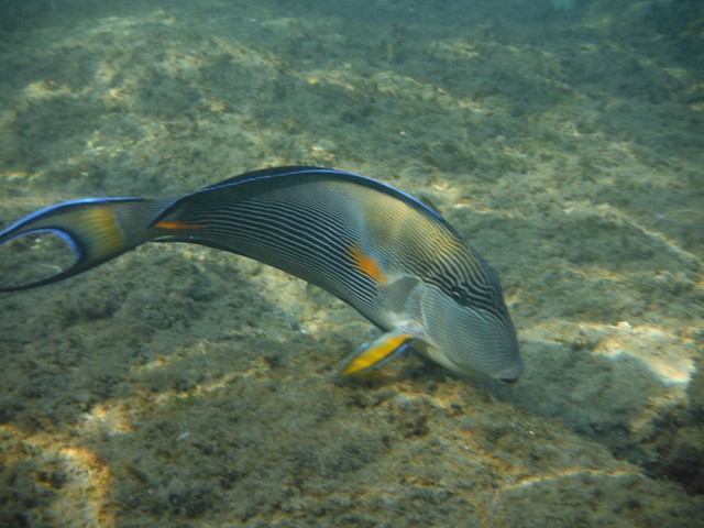 Snorkeling a Berenice
