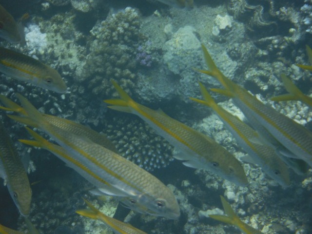 snorkeling a Berenice