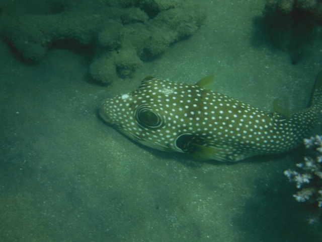 snorkeling a Berenice