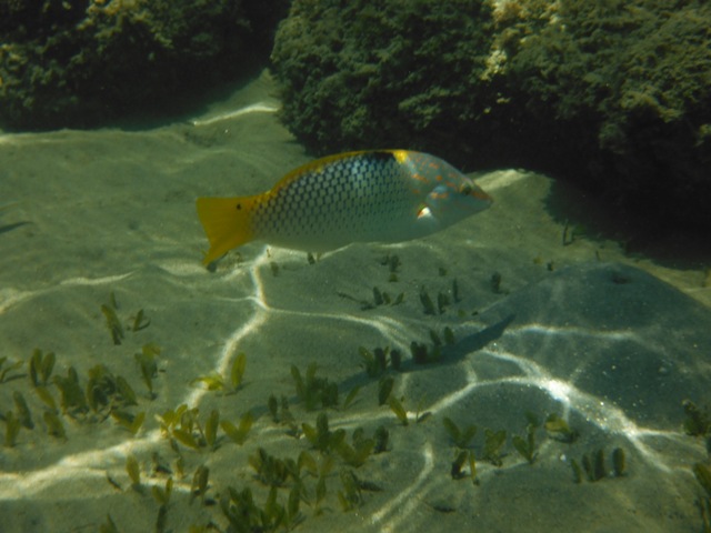 snorkeling a Berenice