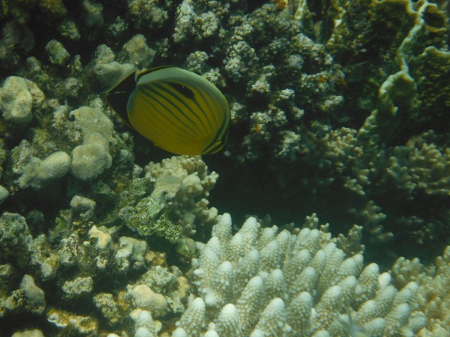 snorkeling a Berenice