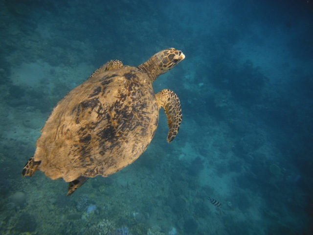 snorkeling a Berenice
