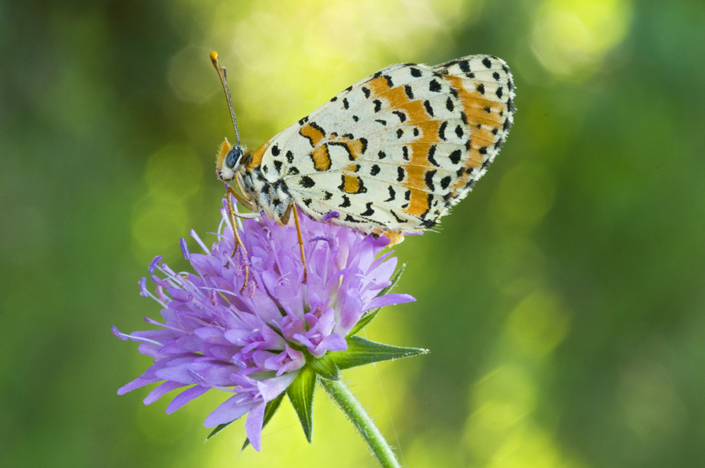 Melitaea Didyma