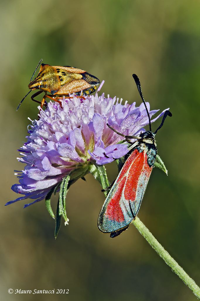 Zygaena-con-cimice