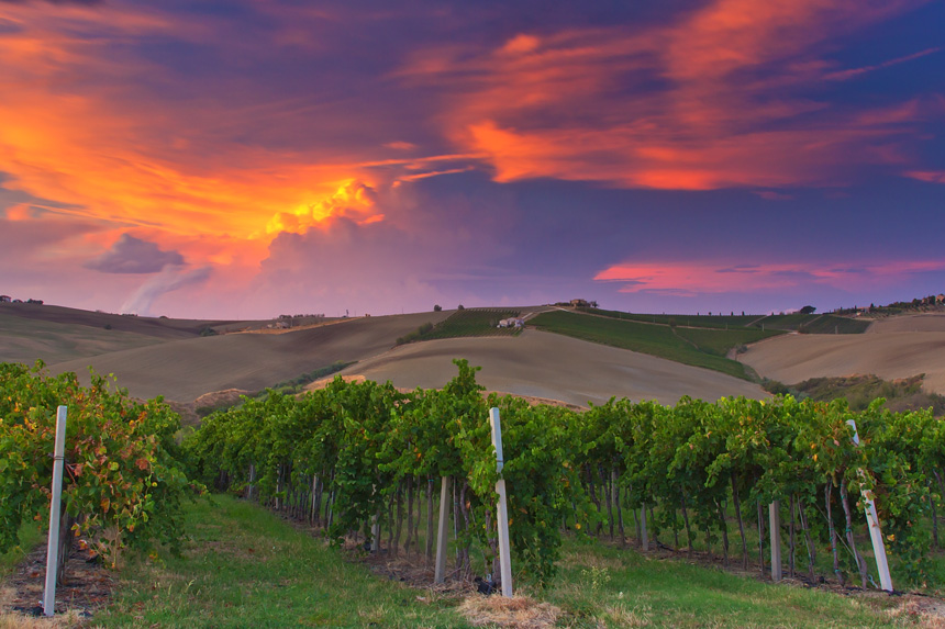 Nella terra del verdicchio