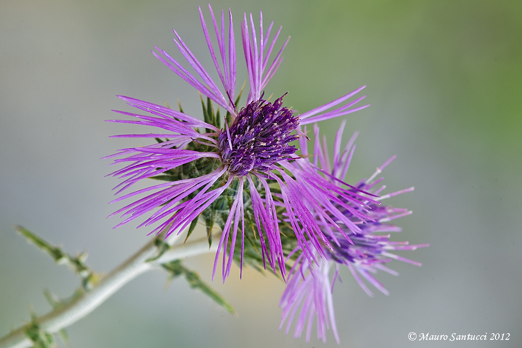 thistle flower