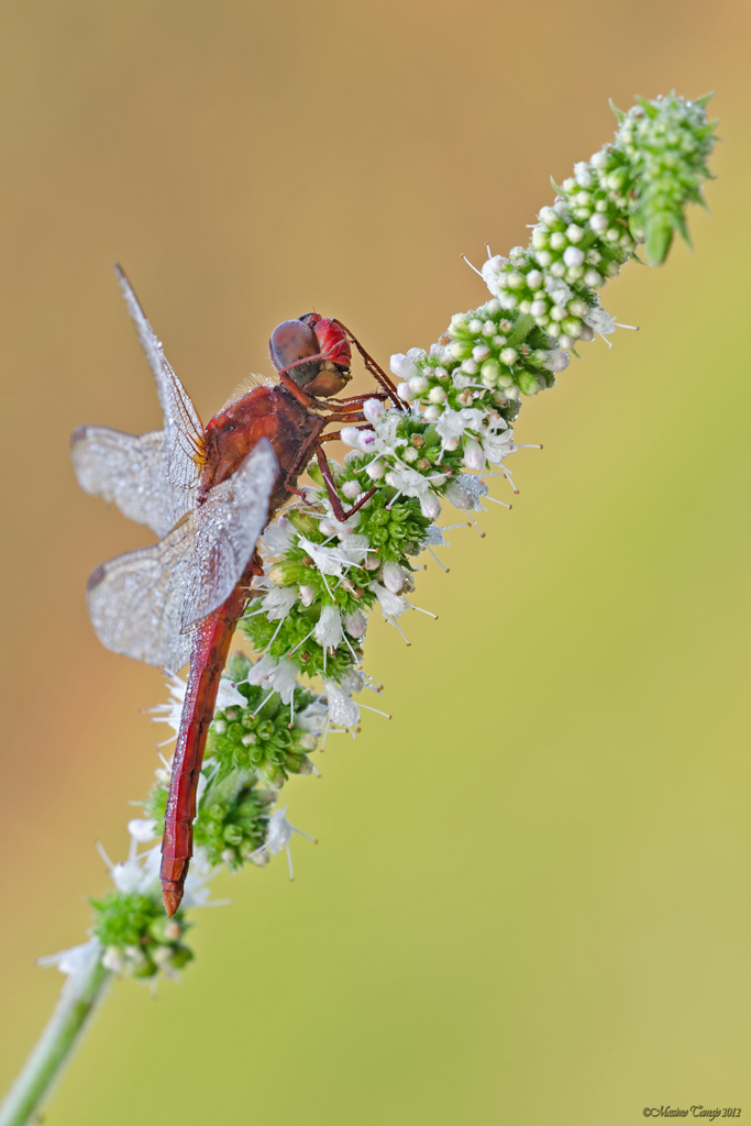 Crocothemis erythraea