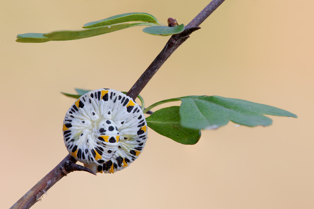 Cimbicidae, Tenthredinidae o girella Motta??