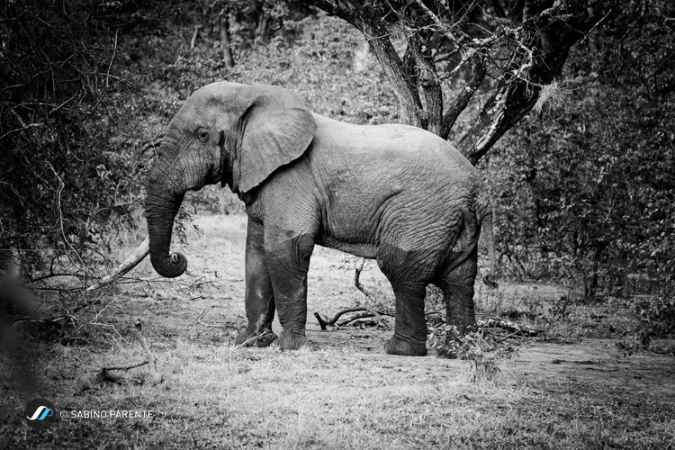 Elefante in Malawi