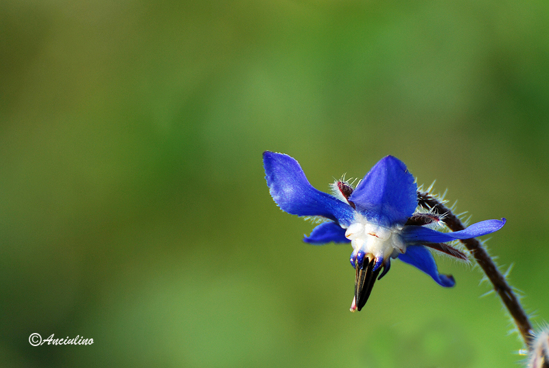 Fiore di Borragine