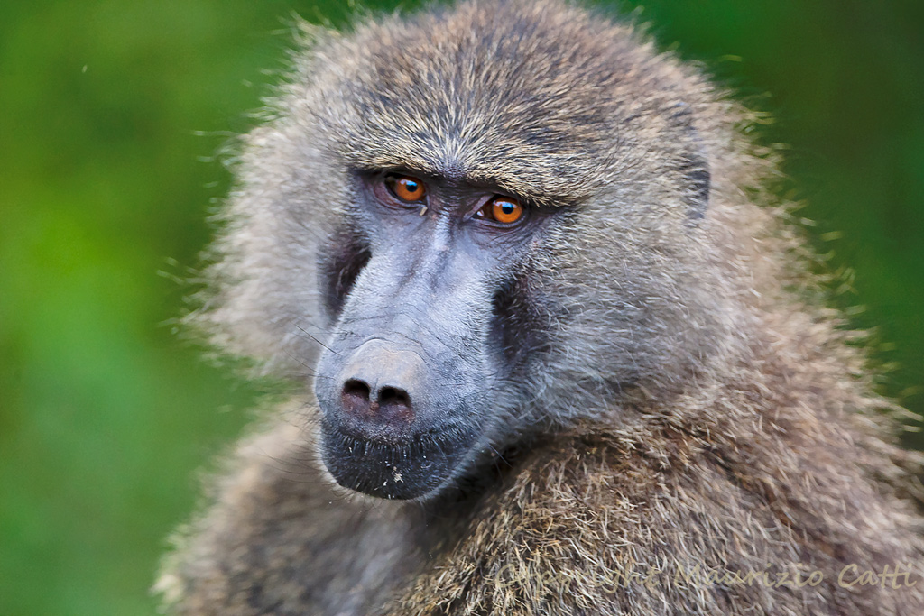 Sguardo magnetico...