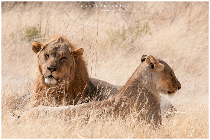 NMB|etosha - THE KING