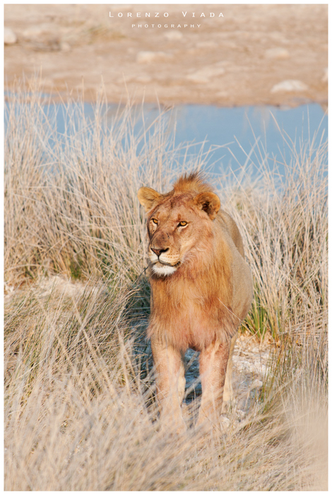 NMB|etosha - THE KING 2