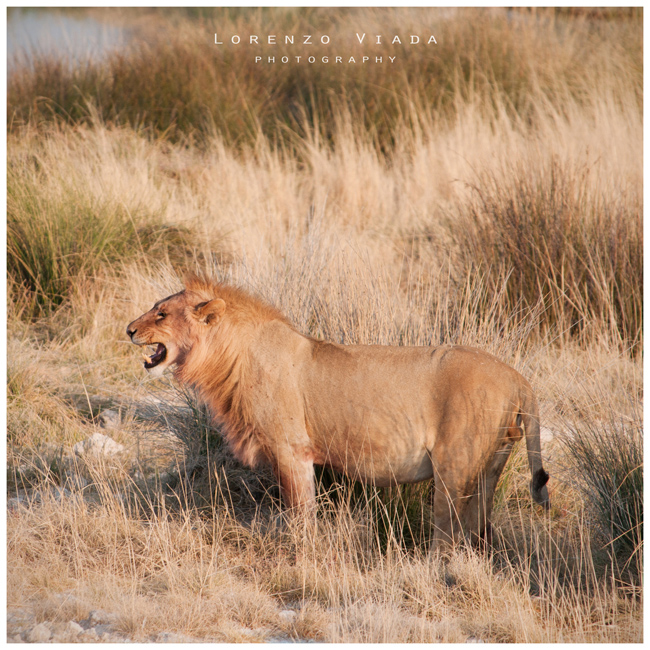 NMB|etosha - THE KING 3