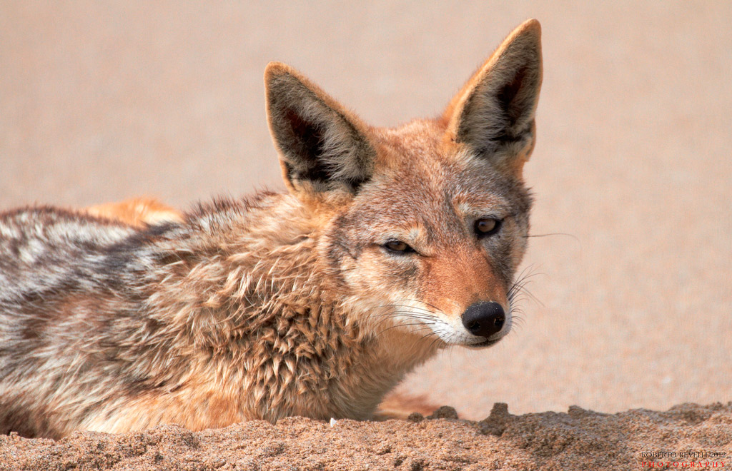 Sciacallo ? Sicuri che io sia uno sciacallo ? Namibia 2012