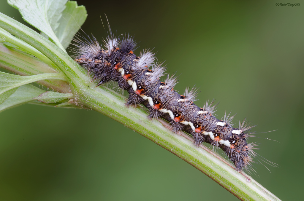 Euproctis chrysorrhoea