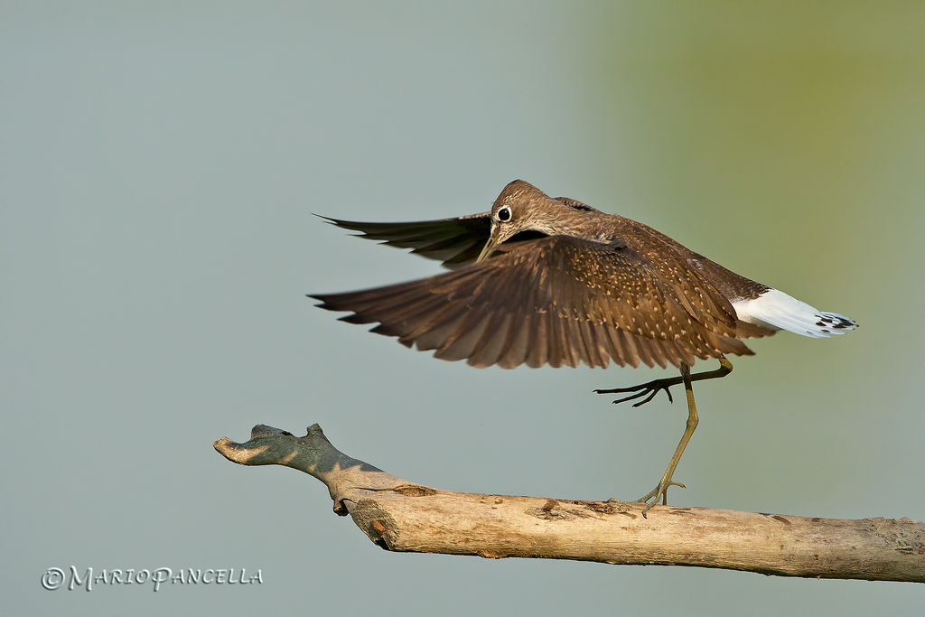 Piro piro culbianco alle parallele