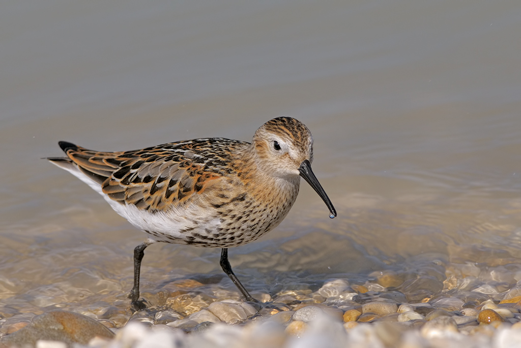 Piovanello pancianera Calidris alpina