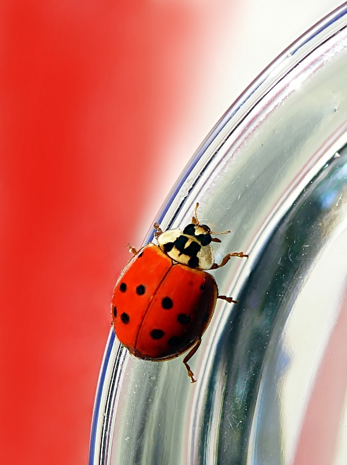 *** Alonsa in parabolica ***