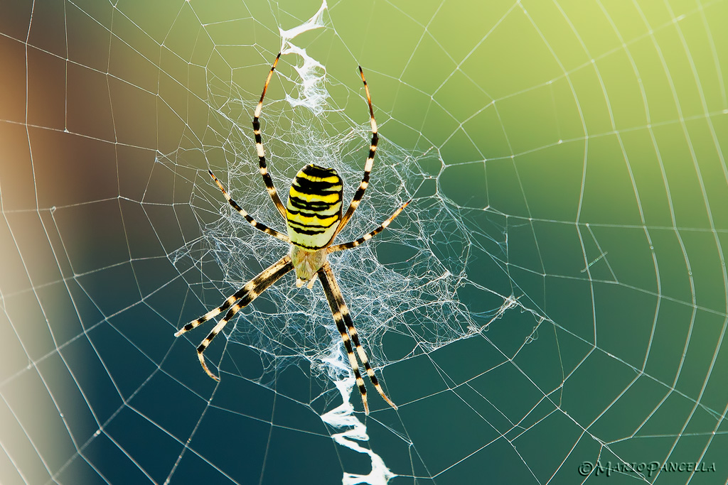 Ragno vespa(Argiope bruennichi)