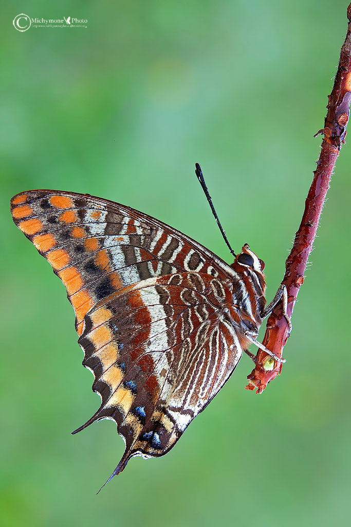 Charaxes jasius (Linnaeus, 1767)...