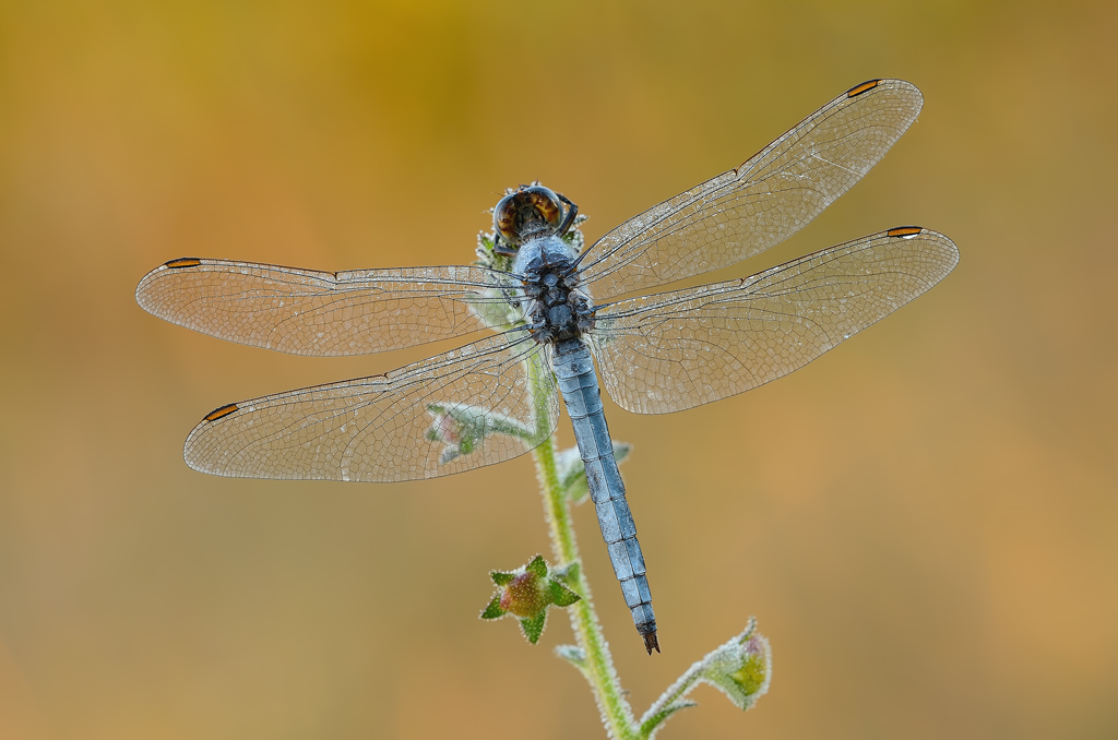 Orthetrum coerulescens