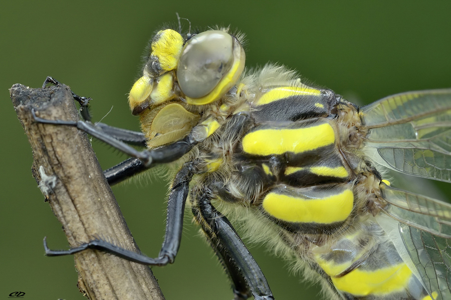 Cordulegaster boltonii (Donovan, 1807)