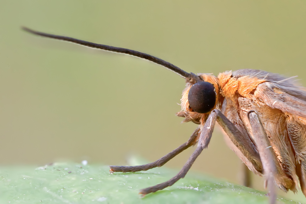 Dysauxes famula  con MP-E65