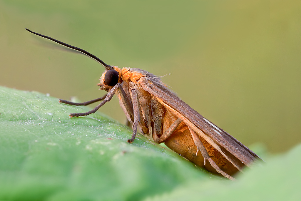 Dysauxes famula con  MP-E65