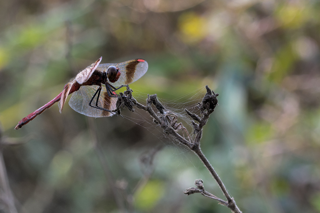 Libellula Sympetrum pedemontanum