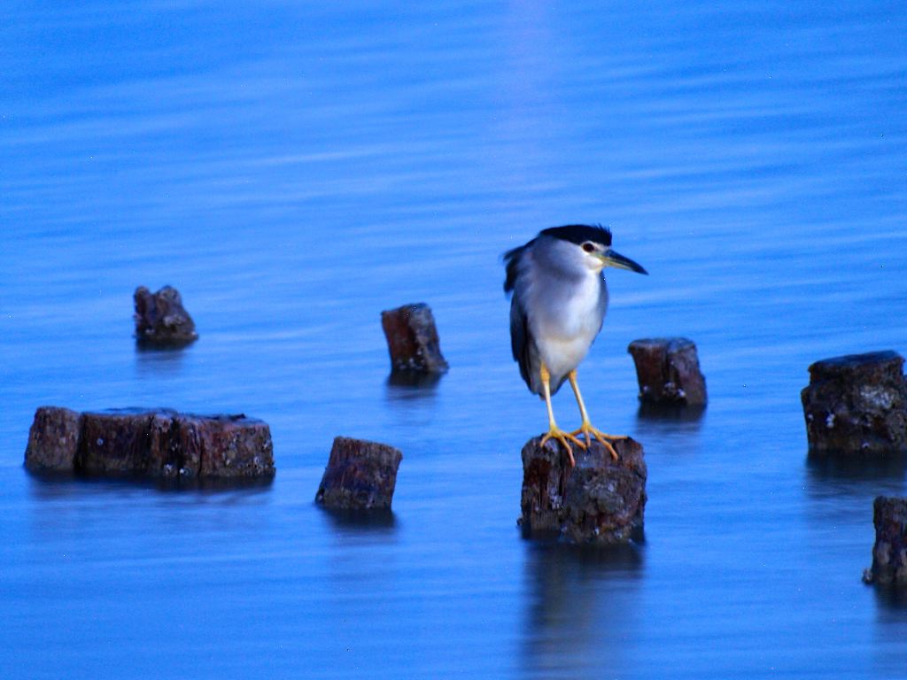 Notturna alle saline di Cagliari