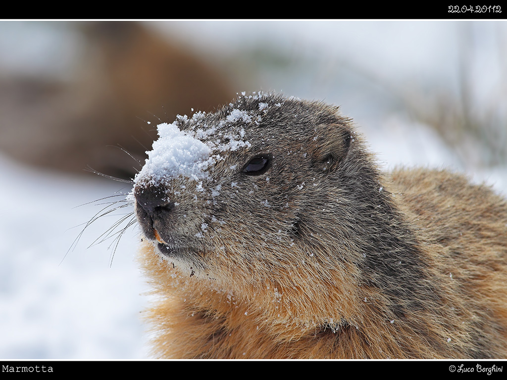 Marmotta # 4