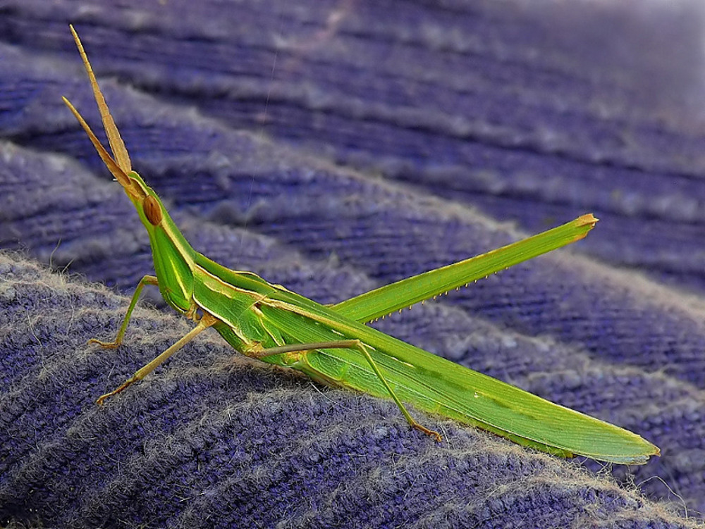 *** Sulle onde del Tigullio ***