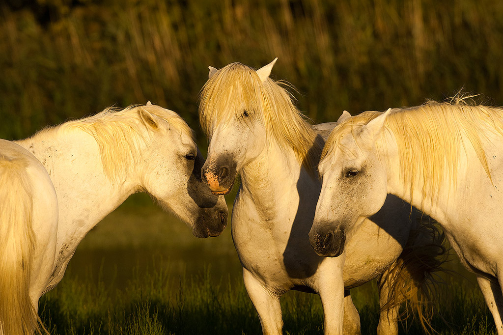 cavalli camargue