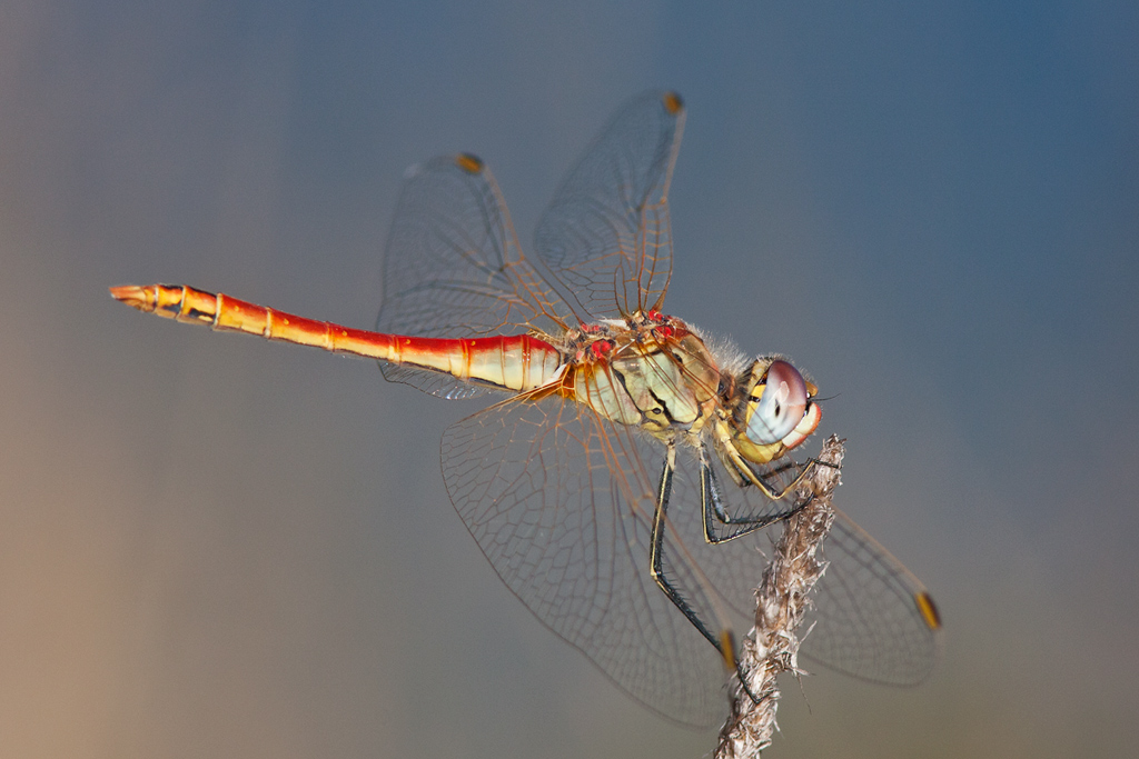 Simpetrum fonscolombi