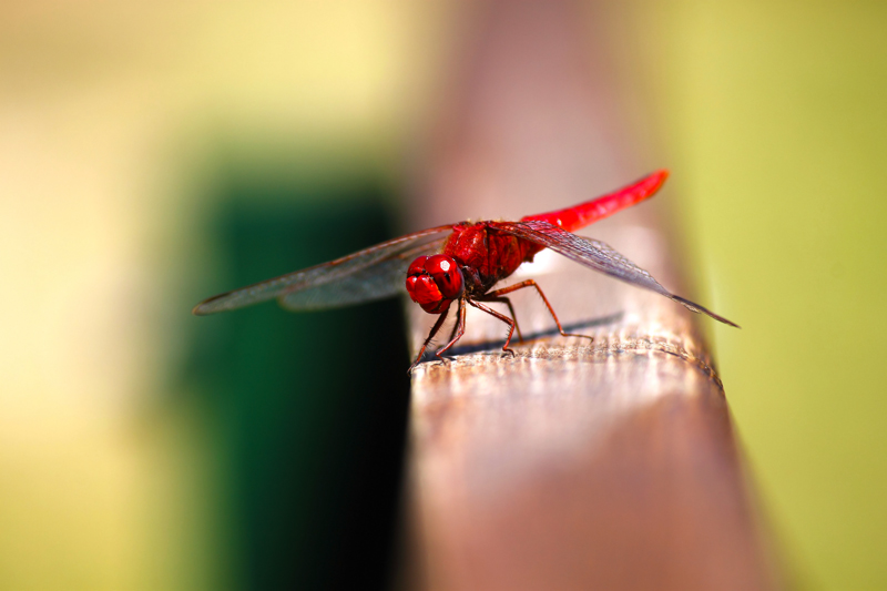 libellula in panca...