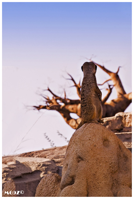 Nostalgia di casa....