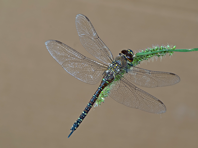 Aeshna mixta-femmina