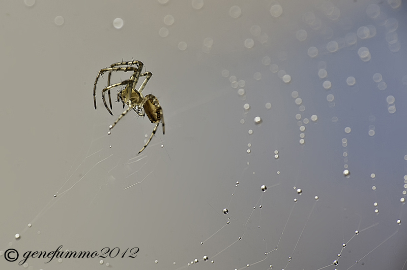 Spider under rain...