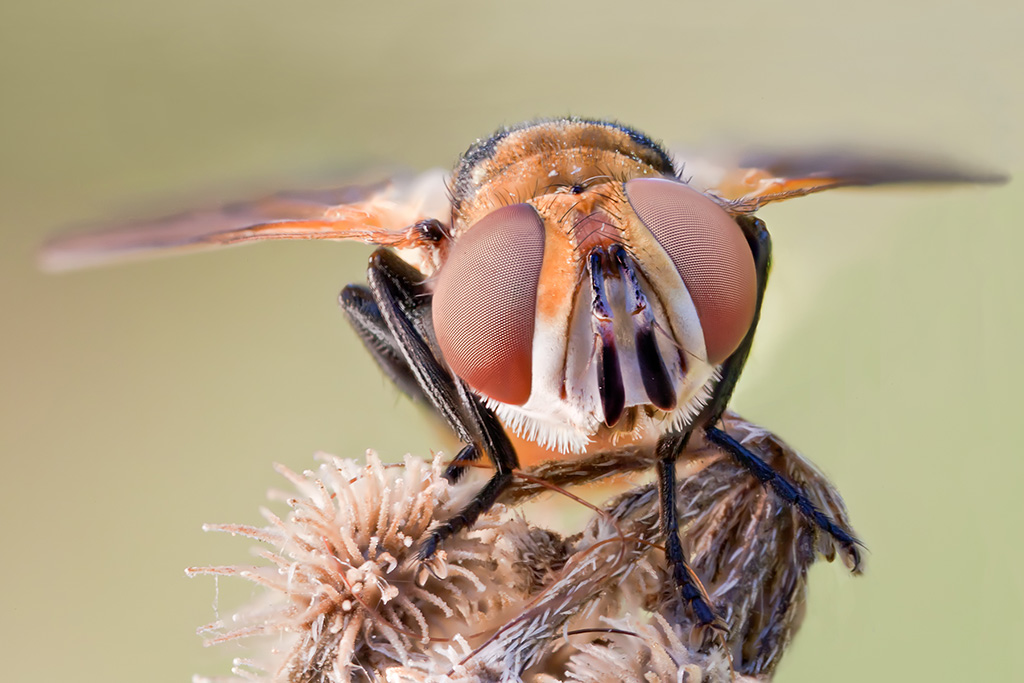 Ritratto con MP-E65mm