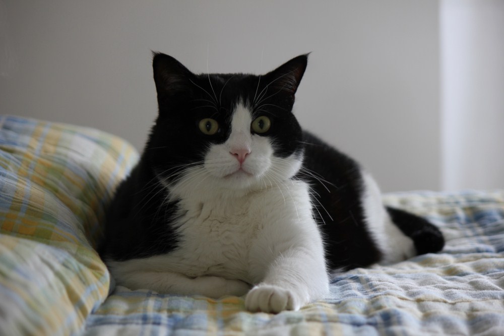 il mio supergattone, miao!