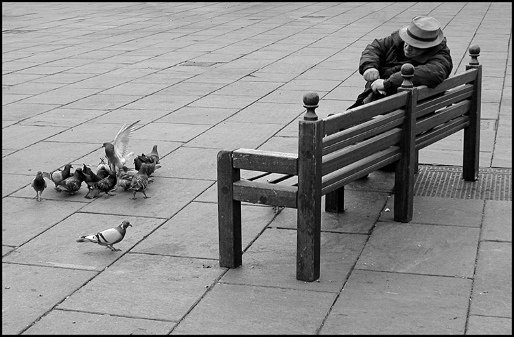 colombi in piazza Castello
