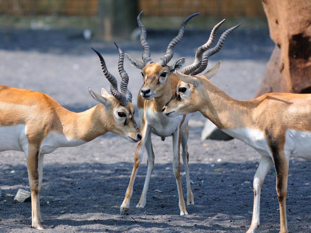 Antilope cervicapra